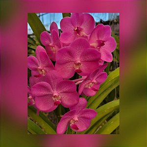 Vanda Siriphat Pink