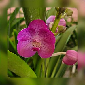 Vanda Siriphat Pink