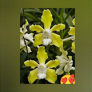 Vanda Tessellata Var Alba x Self