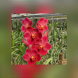 Vanda Sunray x Dr Anek