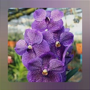 Vanda Gordon Dillon x Dr Anek