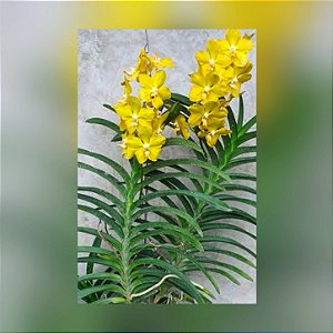 Vanda Bangsai Fragrance