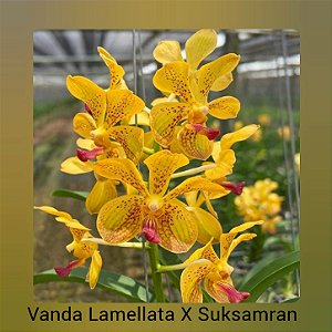 Vanda Lamellata x Suksamran Gold