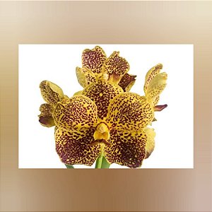 Vanda Varut Leopard x ChaoPraya Sapphire Nr 26
