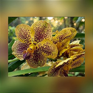 Vanda Varut Leopard x ChaoPraya Sapphire Nr 26