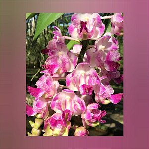 Aerides Korat Koki AM/Korat