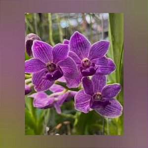 Vanda Thailand x Blue Boy Purple Blue
