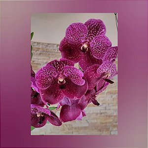 Vanda Dino Dream Nr. 107