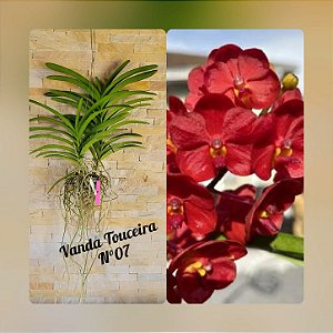 Orquídea Vanda Touceira Nr. #07