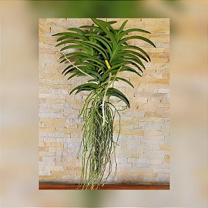 Orquídea Vanda Dupla Grande Porte Nr°34