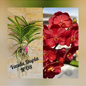 Orquídea Vanda Touceira Nr. #08