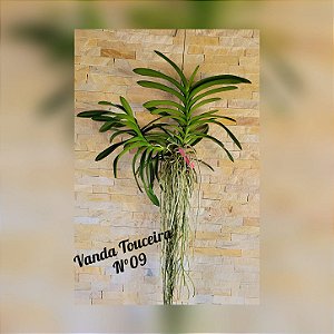 Orquídea Vanda Touceira Nr. #09