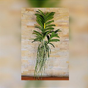 Orquídea Vanda Touceira Nr°35