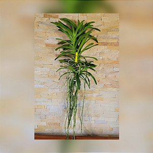 Orquídea Vanda Touceira Nr°36