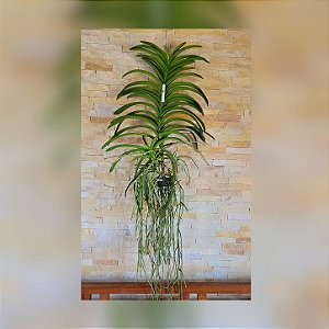 Orquídea Vanda Touceira Nr°38