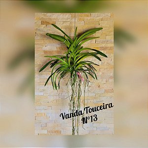 Orquídea Vanda Touceira Nr. #13