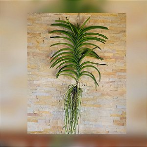Orquídea Vanda de Grande Porte n°39
