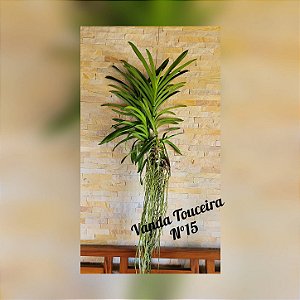 Orquídea Vanda Touceira Nr. #15