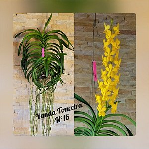 Orquídea Vanda Touceira Nr. #16