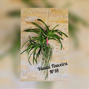 Orquídea Vanda Touceira Nr. #18
