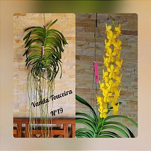 Orquídea Vanda Touceira Nr. #19