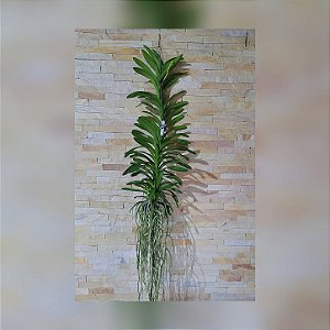Orquídea Vanda Touceira Nr°37