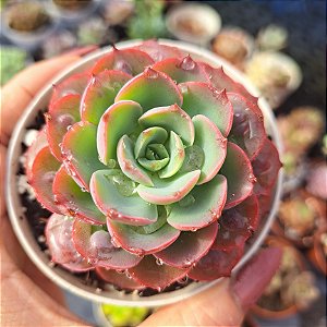 Echeveria Raindrops - PT 9