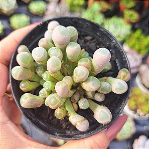 Fenestraria aurantiaca (DEDO DE ET) - PT 9