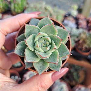 Echeveria Fabiola - PT 6