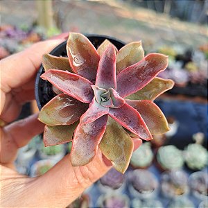 Echeveria Golden tower - PT 6