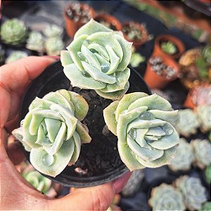 Graptoveria Lovely rose - PT 9
