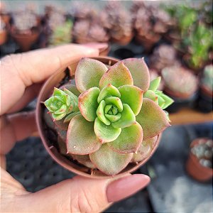 Sedeveria Rolly - PT 6