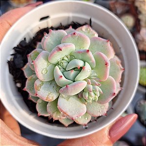 Echeveria Sitifuku no bara - PT 9