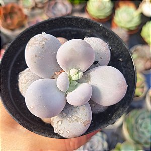 Pachyphytum oviferum (pedra da lua) - PT 9