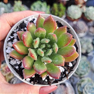 Echeveria Frida kahlo - PT 9