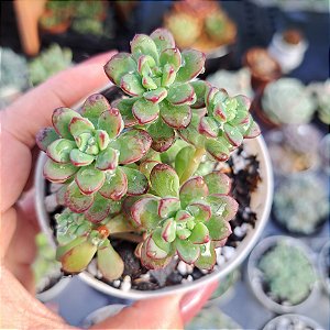 Echeveria Macdougalli - PT 9