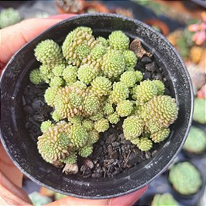 Monanthes polyphylla - PT 9