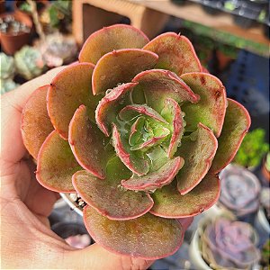 Echeveria Painted frills - PT 9
