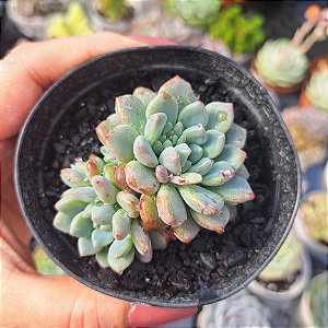 Echeveria Amoena - PT 9