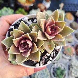 Sedum Ebracteatum - PT 9