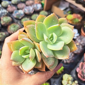 Echeveria Antiqua - PT 9