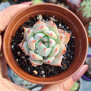 Echeveria Prism - PT 8