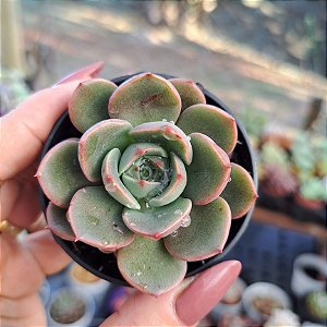Echeveria Zoe - PT 6