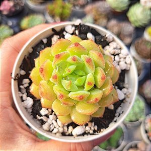 Echeveria Dondo - PT 9
