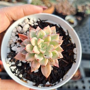 Echeveria Green Emerald variegata - PT 9