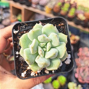 Echeveria Choux Cream - PT 9