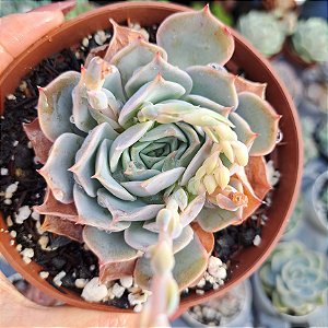 Echeveria Blue Candy - PT 11