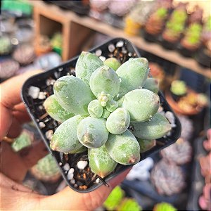 Hib Oviferum x Diamante - PT 6