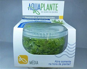 PLANTA AQUAPLANTE HEMIANTHUS MICRANTHEMOIDES