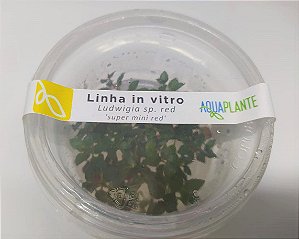 PLANTA AQUAPLANTE LUDWIGIA SUPER MINI RED (SP. RED)